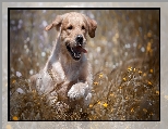 Łąka, Szczeniak, Golden retriever, Kwiaty